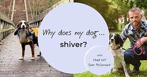 Why does my dog shiver?
