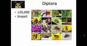 7 4 Diptera Introduction