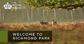 Discover Richmond Park, one of London’s Royal Parks