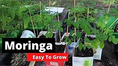 How to grow Moringa? The easy way!