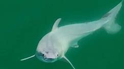 Drone video shows first-ever view of live newborn great white shark