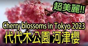 【2023 河津櫻】#014 代代木公園 河津櫻 ,代々木公園 河津桜 ,Cherry blossoms at yoyogi park in Tokyo。