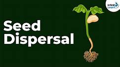 Seed Dispersal | Reproduction in Plants | Don't Memorise