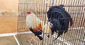 El Gallo Poultry Show