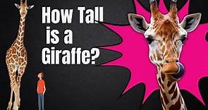 How tall is a Giraffe - Giraffe Height