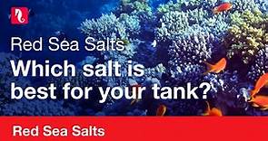 Red Sea Salts | Which is best for your tank?