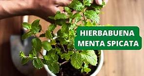 HIERBABUENA CUIDADOS - PLANTA FACIL DE CUIDAR - MENTA SPICATA