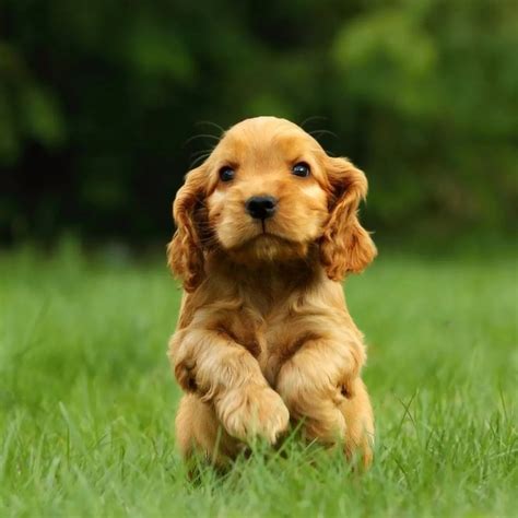 Cocker