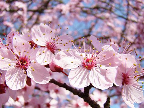 Bunga Sakura dan artinya di Jepang