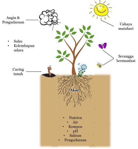 Sikap Peduli Lingkungan Pertumbuhan Tanaman dan Lingkungan Tumbuhan Tahap Metamorfosis