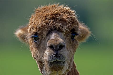 Alpaca