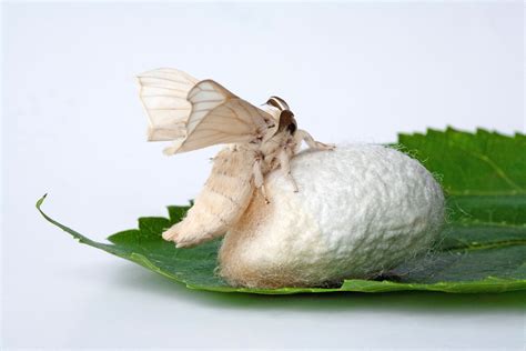 Silkworms