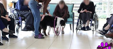 Éducation canine - Edu'Canin Caen à Feuguerolles-Bully