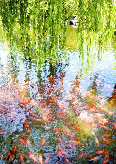 Étang des Poissons Rouges à Hergnies