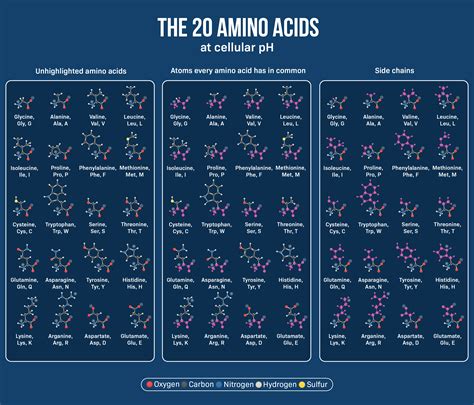 20 Amino Acids Chart