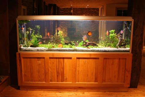 55 gallon fish tank fish