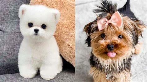 8 Cute Dogs That