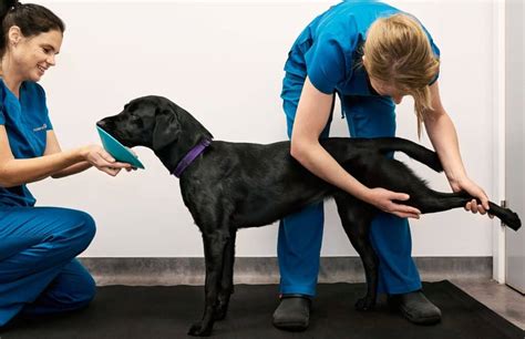 A E Veterinary Physiotherapy