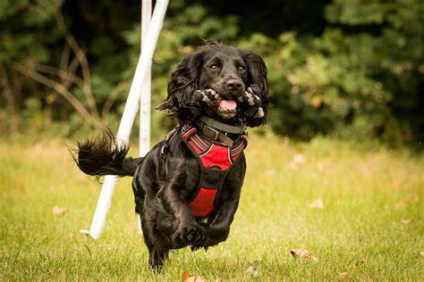 A. Beattie, Companion-Dog Gundog Training. Dog Training, Behaviour Consultant. PawManagement