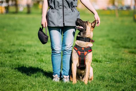 A.C.E.S Dog Training - A Canine Education Service
