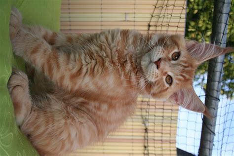 AMITYCOON à Saveuse