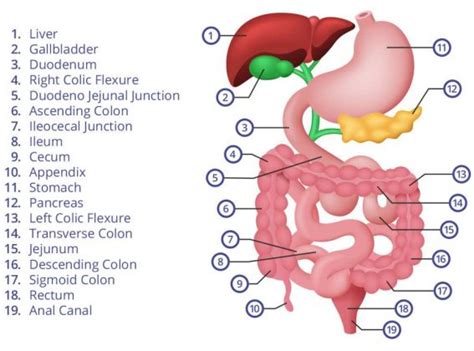 Abdomen Anatomy Chart