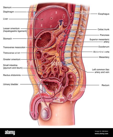 Abdominal Chart Of Organs