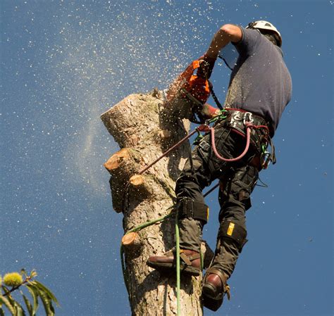 Acer Tree Services