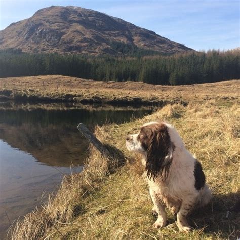 Achnacarry Country Dog Walking