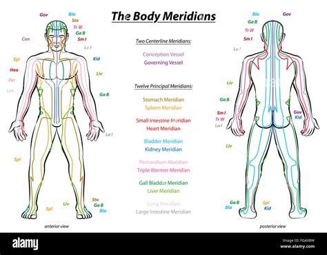 Acupuncture Chart Body