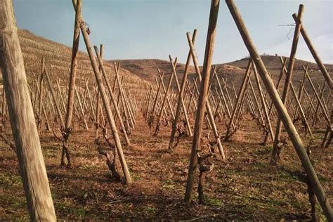 Adhefixe à Échalas