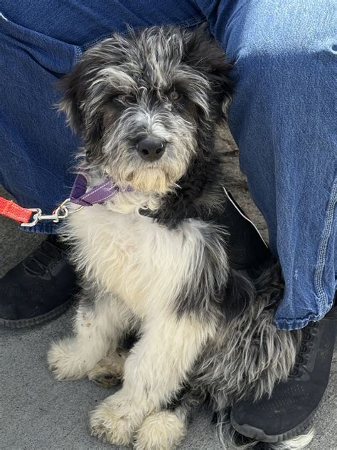 Adopt Career Change Dog