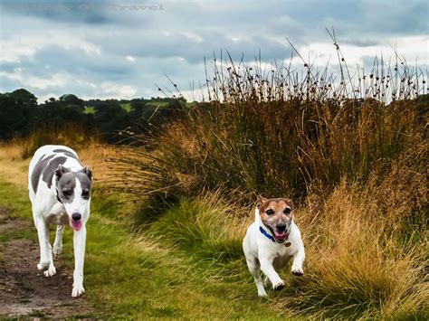 Adventure Dogs Chester