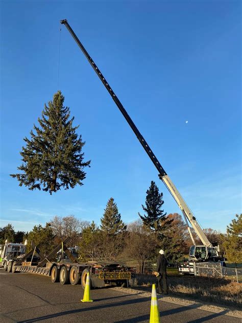 Affordable Tree and Crane