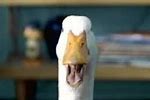 Aflac Commercial 2000
