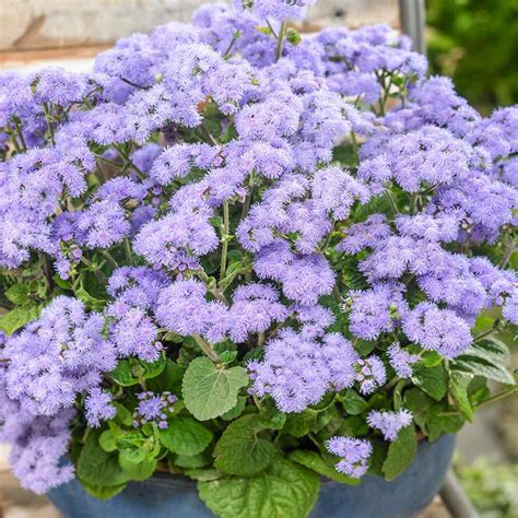 Ageratum