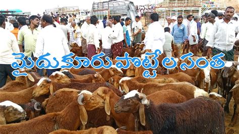 Agricultural Market Committee, Mydukur