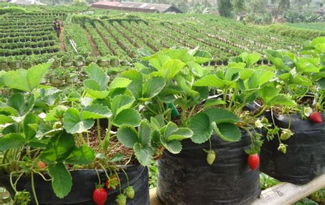 Agro Strawberry Farm, Bandung