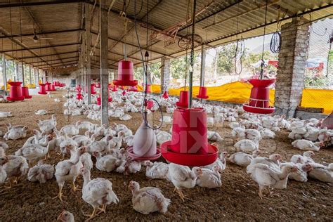 Ahire brother poultry farm