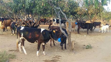 Aivanam cattle feeds