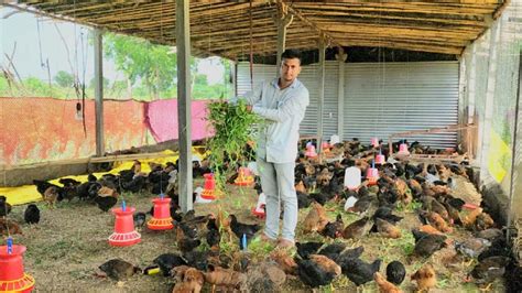 Ajay desi farming & hatchery