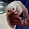 Albino Baby Sloth