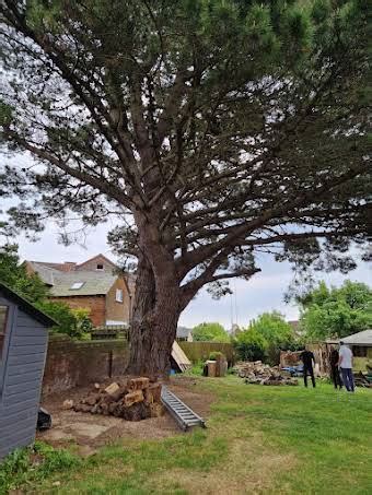 All Seasons Tree Surgery