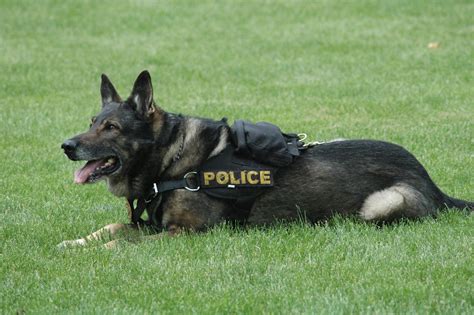 All-4 K9s - Dog Behaviour & Training
