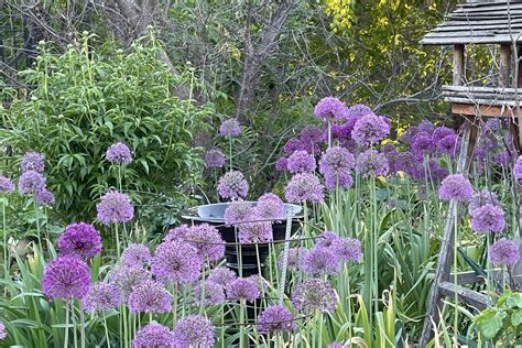 Alliums_request A Free Fall 2012 Catalog_sitelink