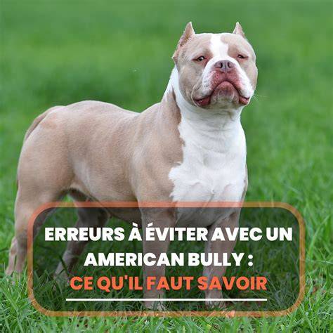 Allodogs & Cie à Bully