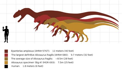 Allosaurus Size Comparison