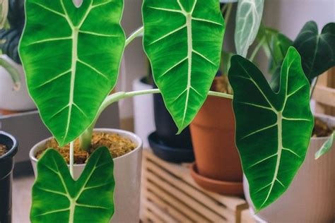 Alocasia Menguning