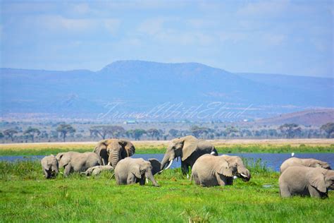 Amboseli Safari Guide Speaking