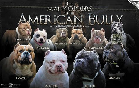 American Bully Coat Colors Chart
